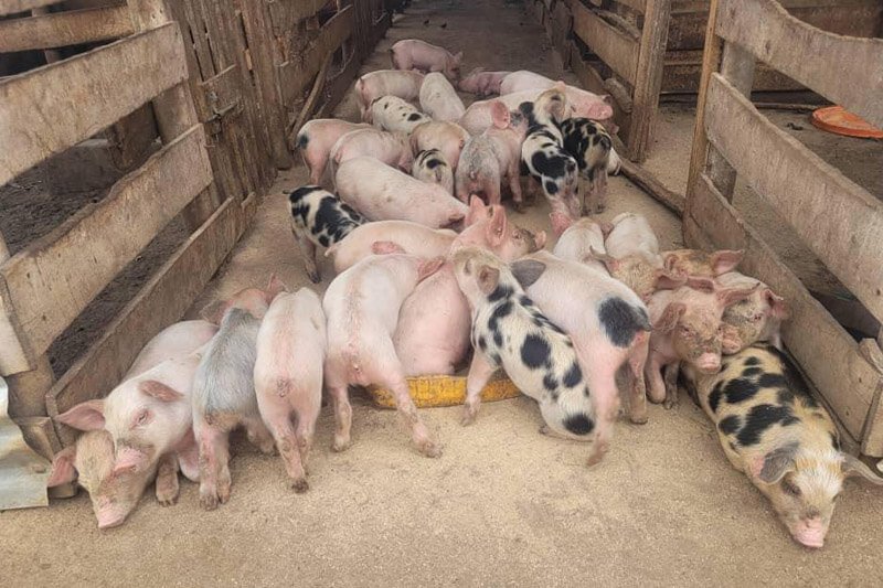 School-farm2