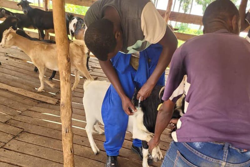 School-farm4